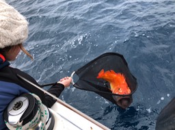 abandoned by trawler Red Rockfish 