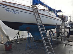 Blue Rose on Lift 2017 Ladner b
