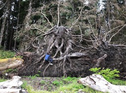 The storms and Old Growth touching us